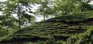 Namsang - Photo 3