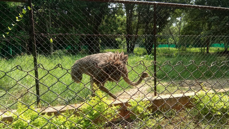 Kanan Pendari Zoo - Photo 4