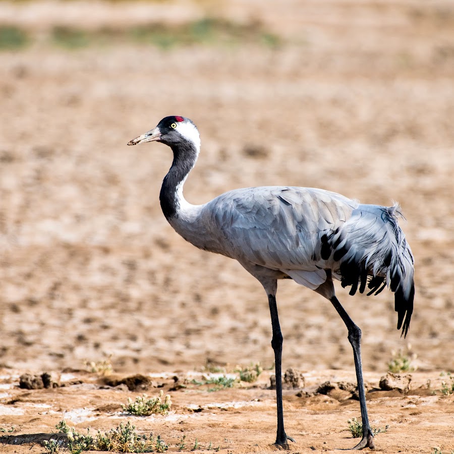 Indian Wild Ass Sanctuary - Photo 4