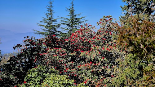 Binsar Wildlife Sanctuary - Photo 10
