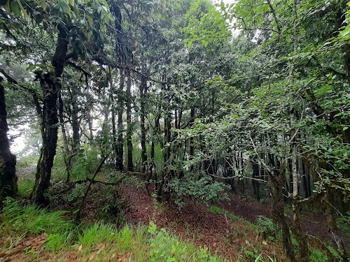 Binsar Wildlife Sanctuary - Photo 9