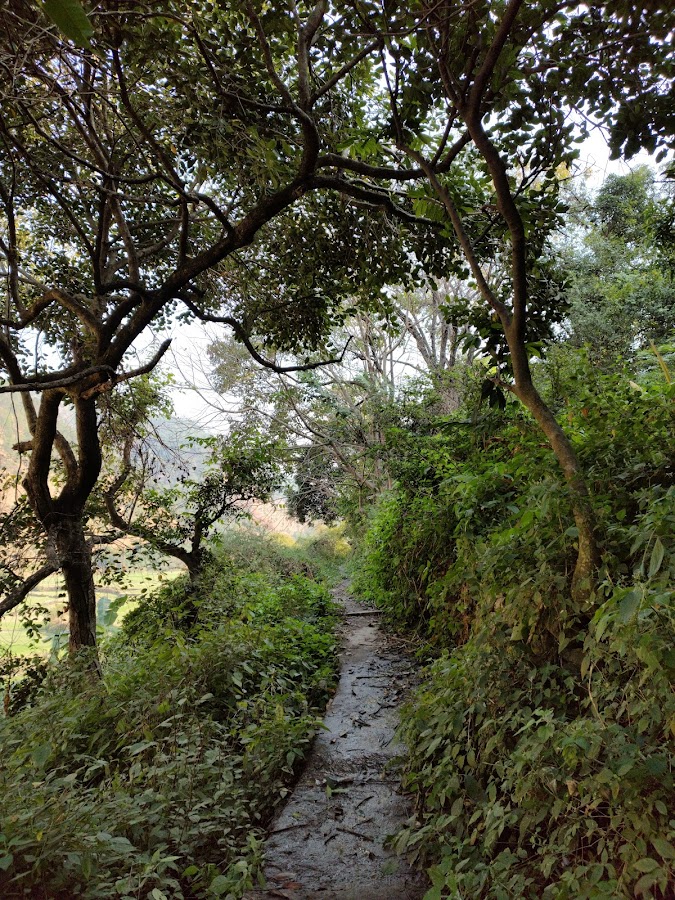 Binsar Wildlife Sanctuary - Photo 6