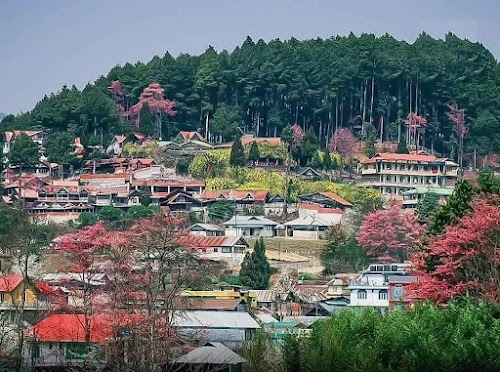 Ziro - Photo 3