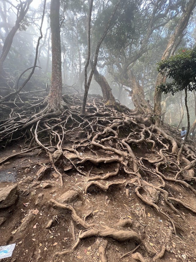 Pillar Rock (Guna rock) - Photo 4