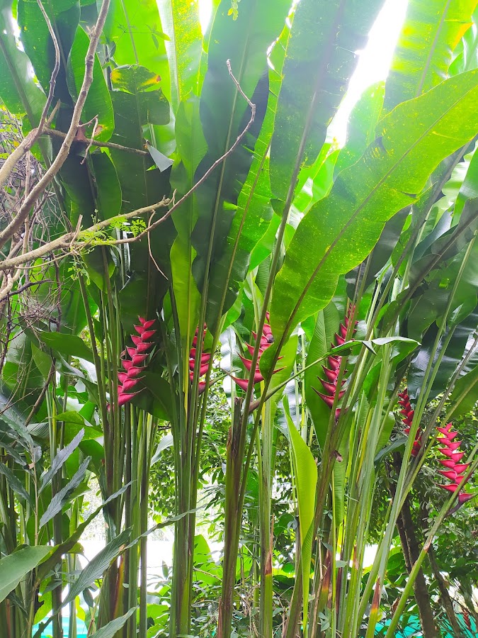 Abraham's Spice Garden - Photo 4