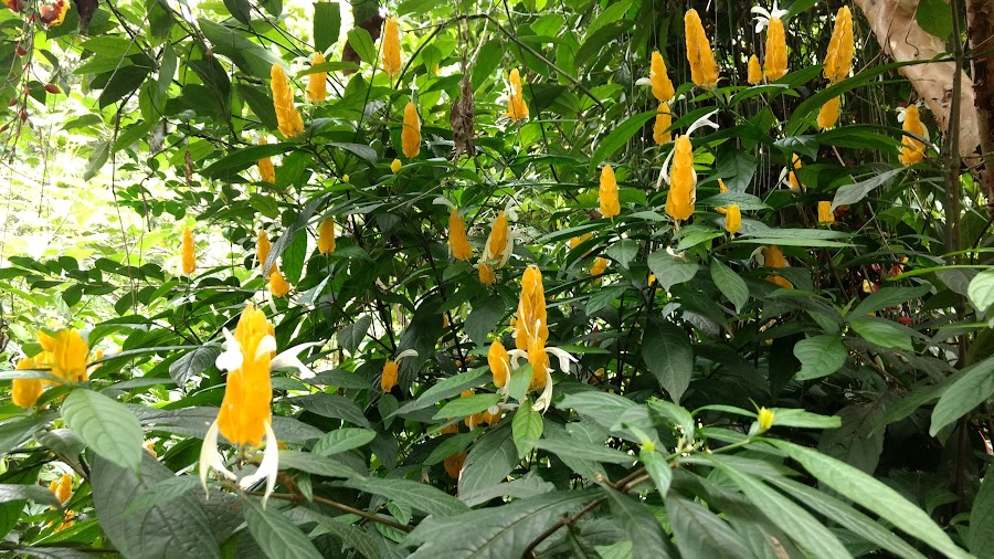 Abraham's Spice Garden - Photo 3