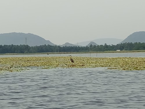 Kondakarla Bird Sanctuary - Photo 3