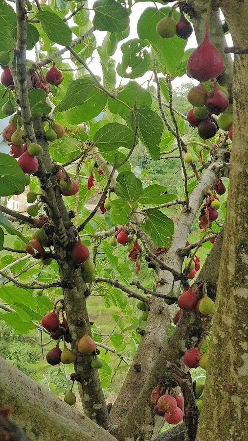 Sitla - Photo 7