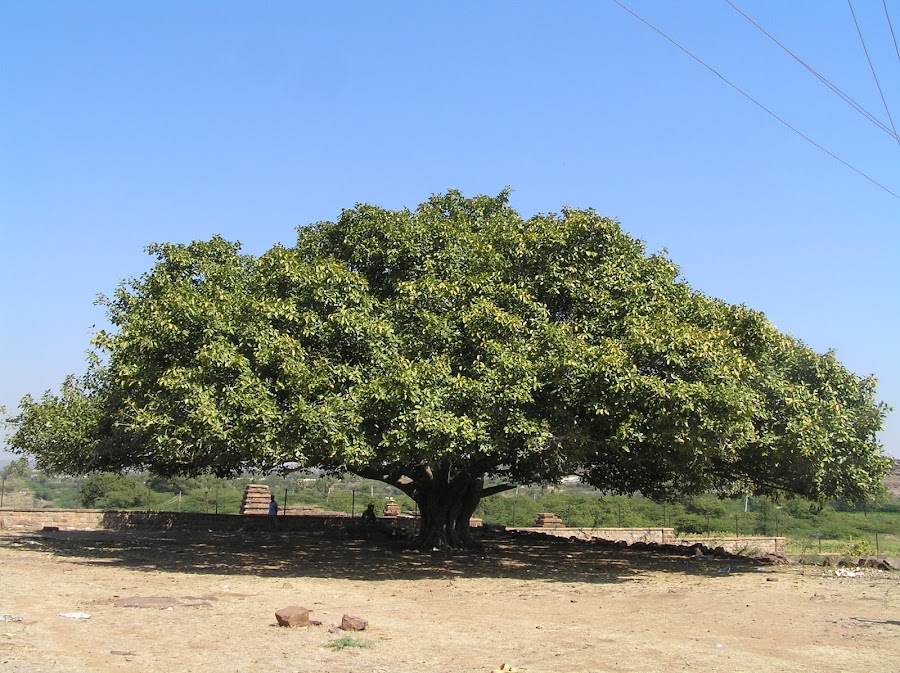 Galaganatha Group of Temples - Photo 4