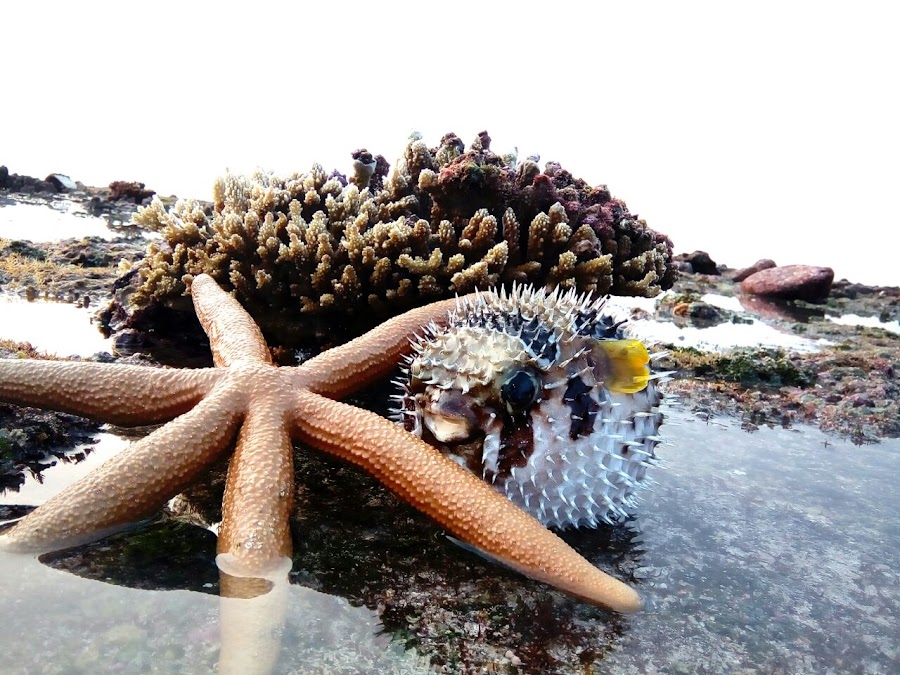 Amini Island - Photo 5