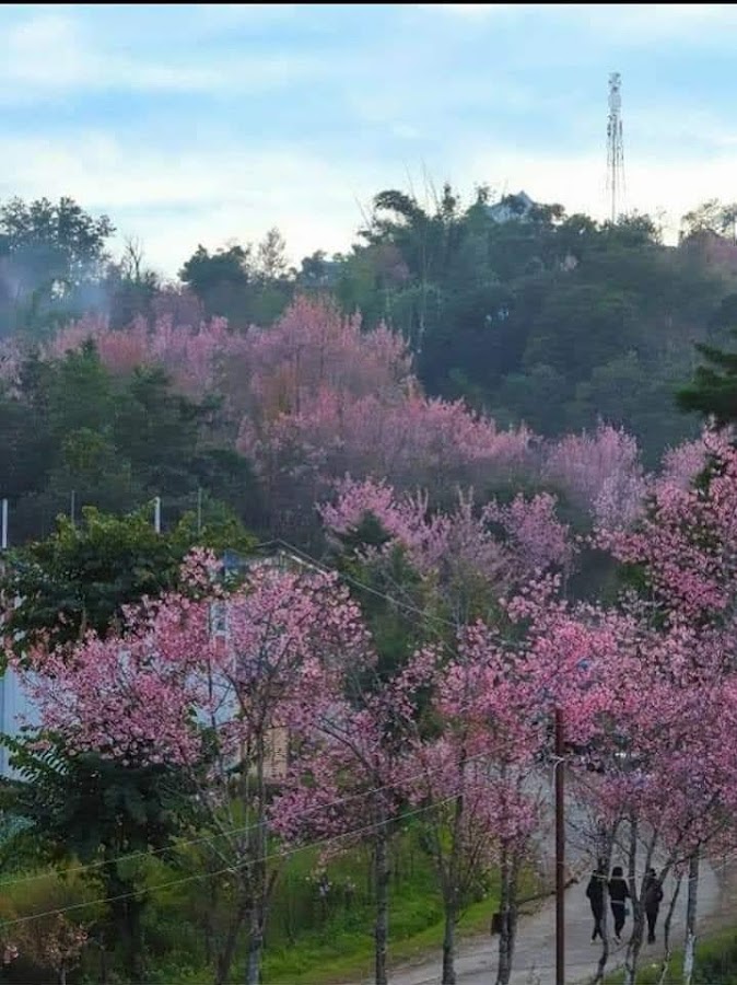 Lui Phangane - Photo 3