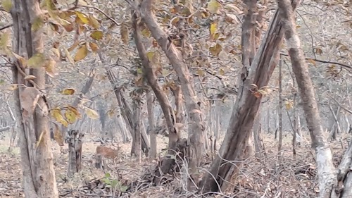 Kawal Tiger Reserve - Photo 6