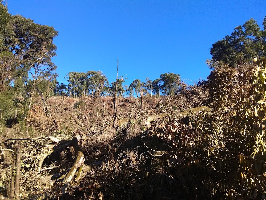 Thorangtlang Wildlife Sanctuary - Photo 4
