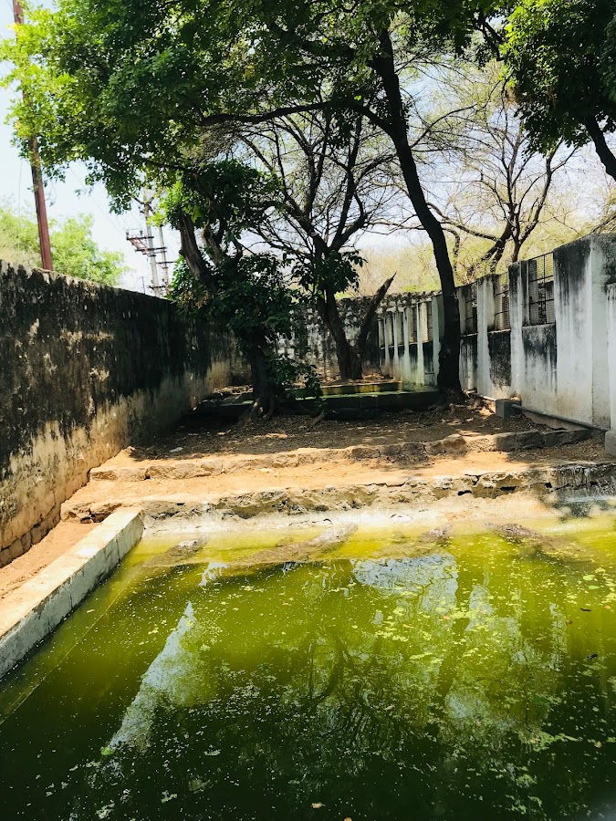 Crocodile Rehabilitation Center - Photo 4