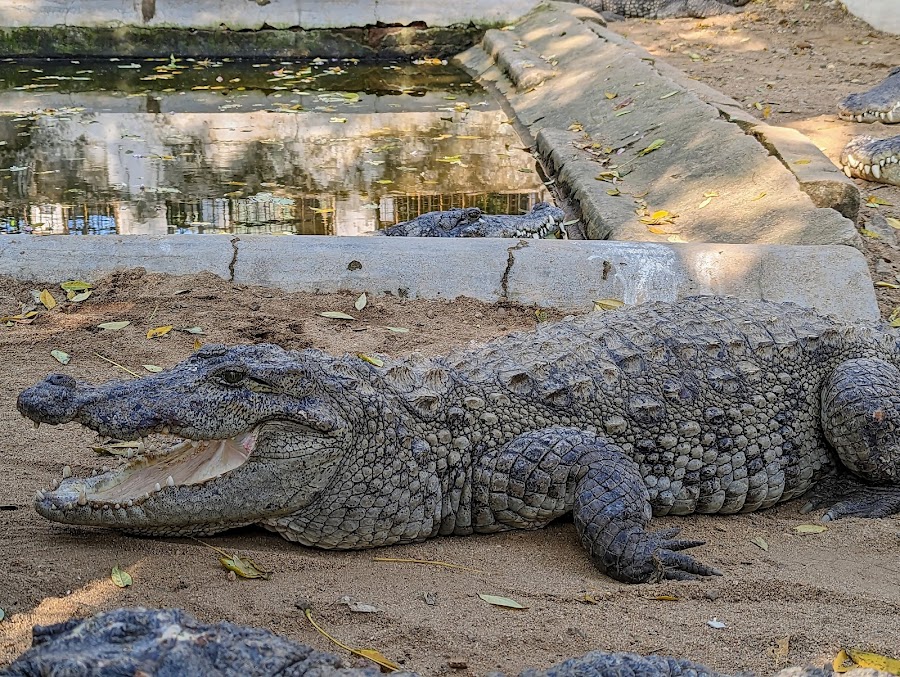Crocodile Rehabilitation Center - Photo 2