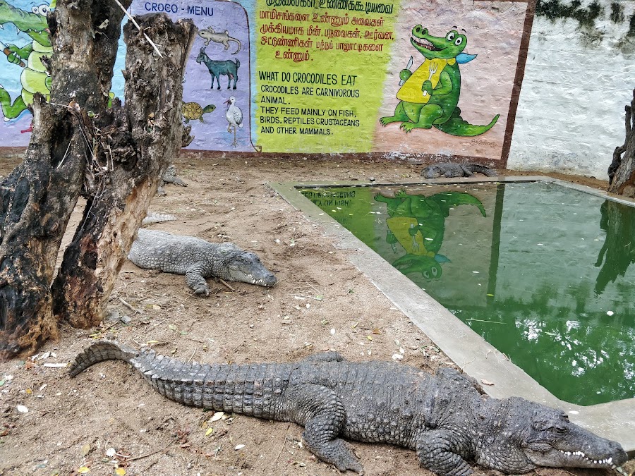 Crocodile Rehabilitation Center - Photo 3