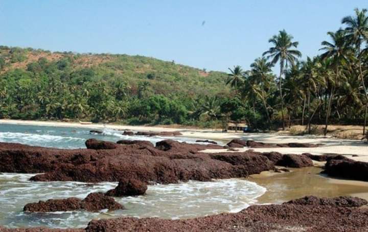 Bhogwe Beach - Photo 3