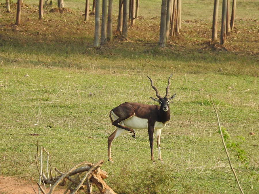 Blackbuck Conservation Area, Bhetnoi - Photo 2
