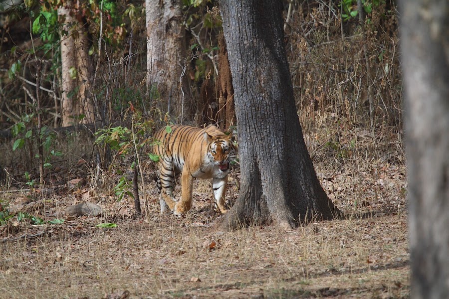 Nagzira Wildlife Sanctuary - Photo 4
