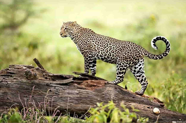 Nagzira Wildlife Sanctuary - Photo 2