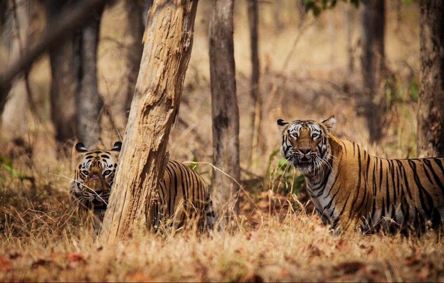 Nagzira Wildlife Sanctuary - Photo 3