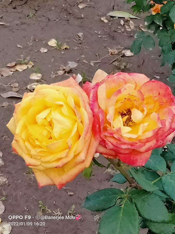 Rose Garden - Photo 5