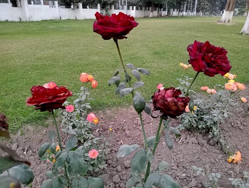 Rose Garden - Photo 3