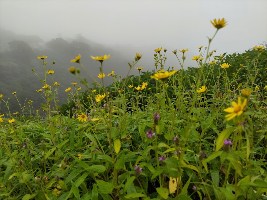 Tiger Point - Photo 4