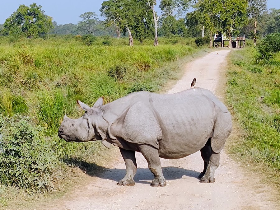 Kaziranga National Park