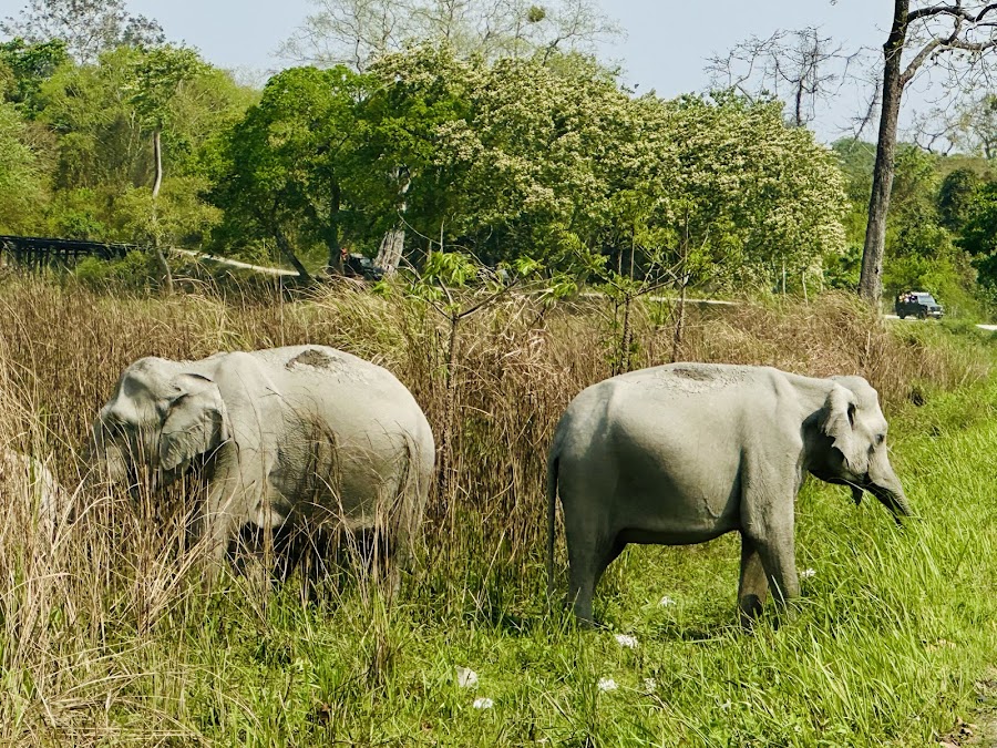 Kaziranga National Park - Photo 5