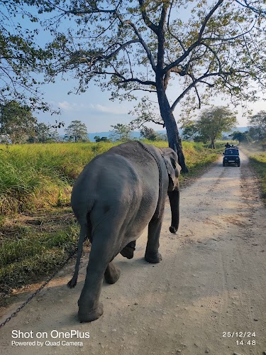 Kaziranga National Park - Photo 3