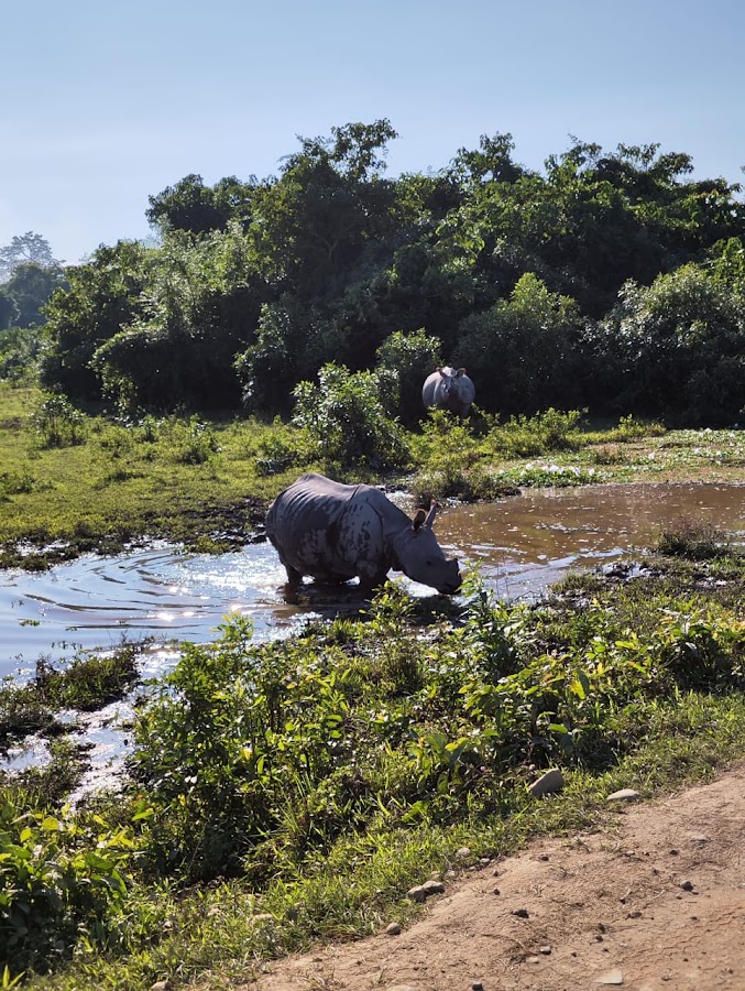Kaziranga National Park - Photo 2