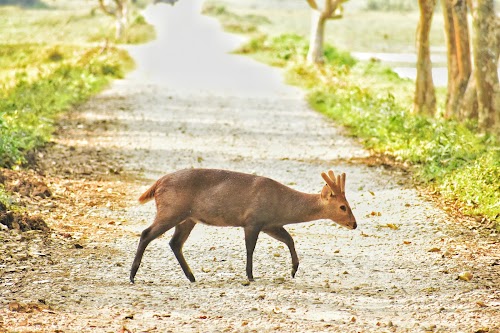 Kaziranga National Park - Photo 4