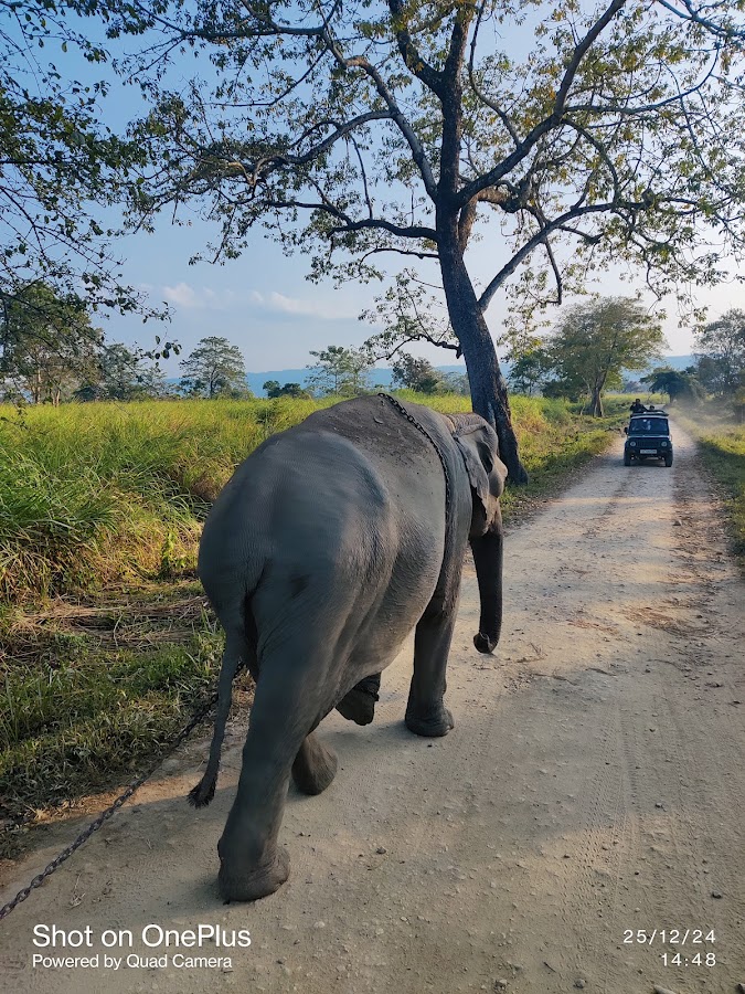 Kaziranga National Park - Photo 3