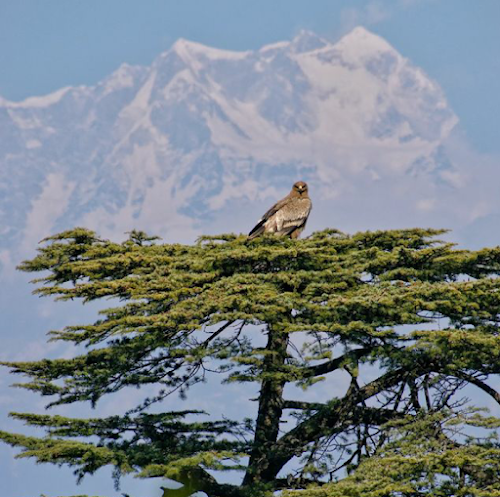 Shoja - Photo 3