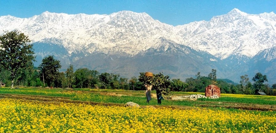 Kangra - Photo 5