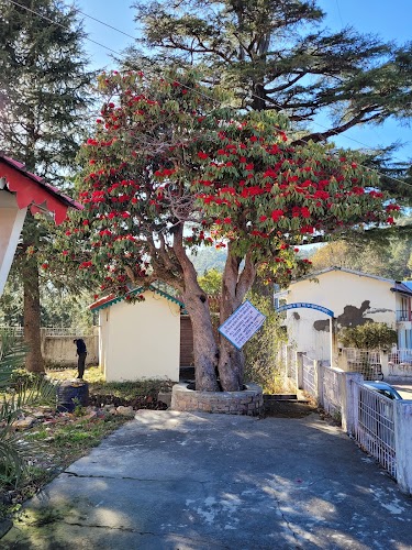 Kausani - Photo 6