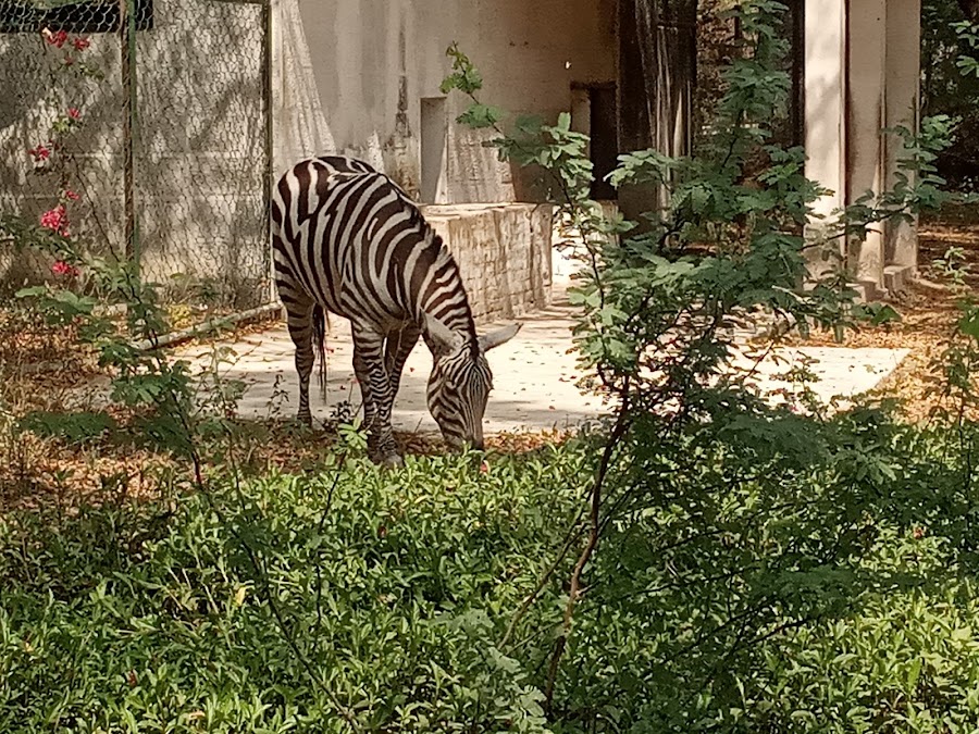 Kanpur Zoological Park - Photo 3