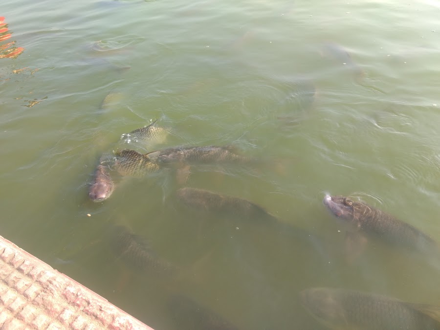 Kalyan Sagar Lake - Photo 6