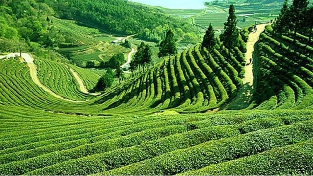 Happy Valley Tea Estate - Photo 3