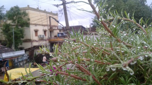 Kusang - Photo 4