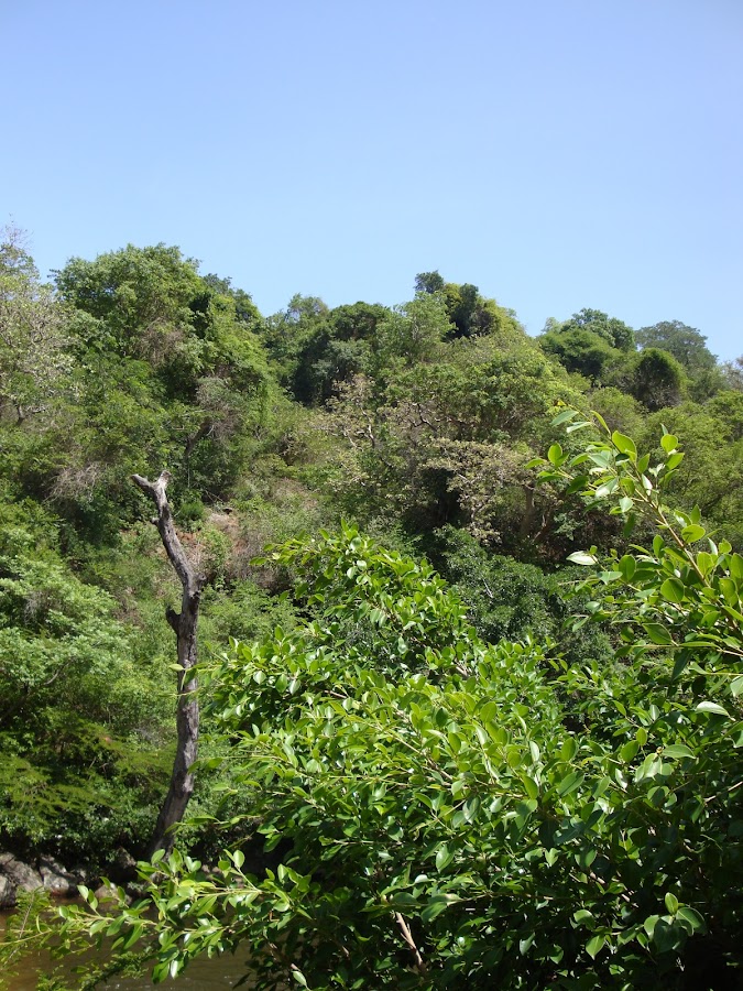 Shenbaga Devi Falls - Photo 4