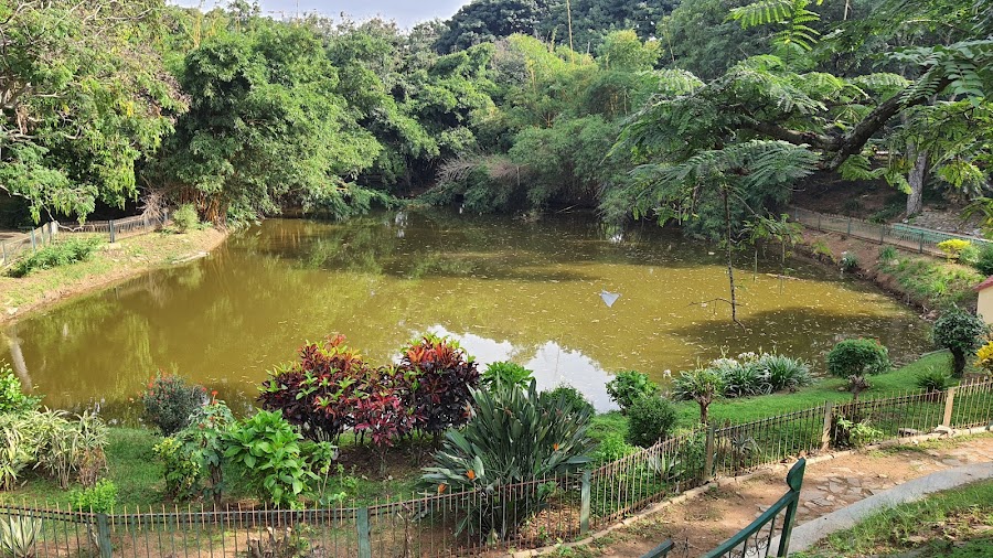 Lotus Pond - Photo 4