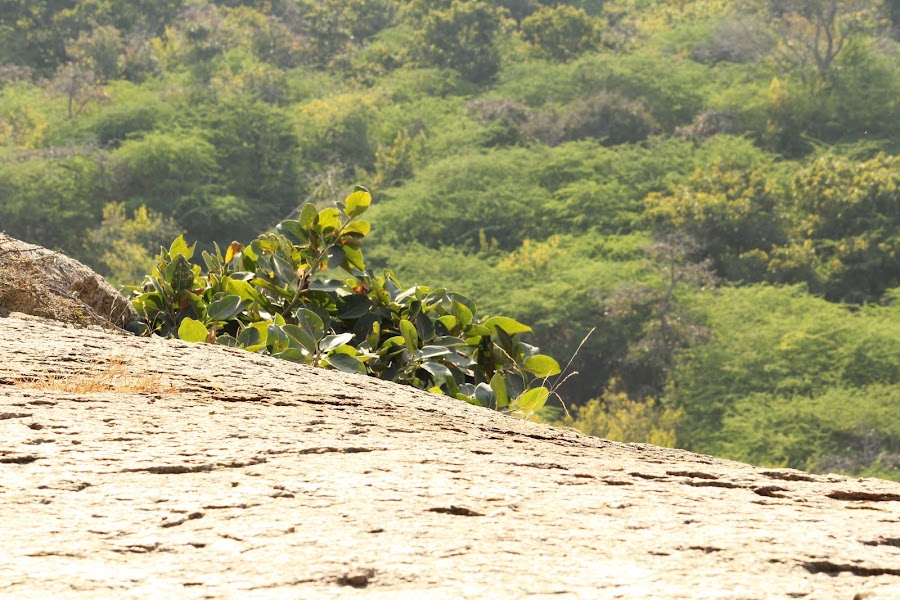 Mount Abu Wildlife Sanctuary - Photo 4