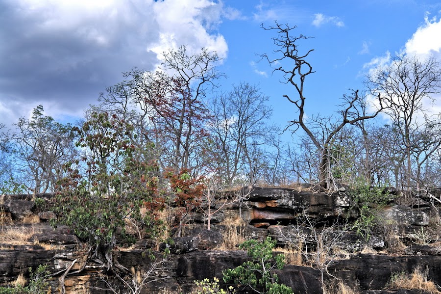 Sunabeda Wildlife Sanctuary - Photo 2