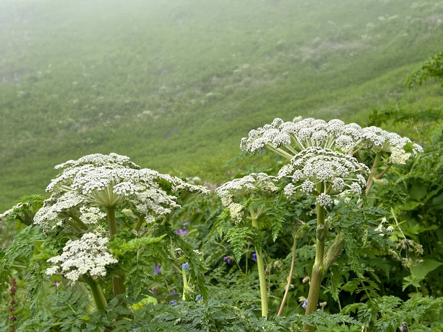 Valley of Flowers National Park - Photo 4