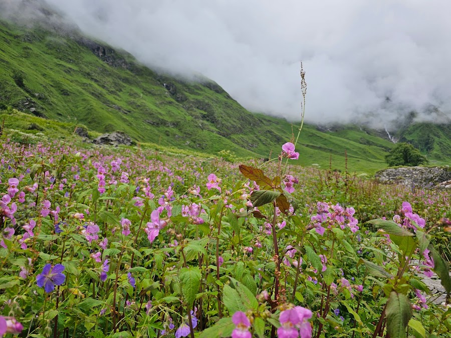 Valley of Flowers National Park - Photo 3