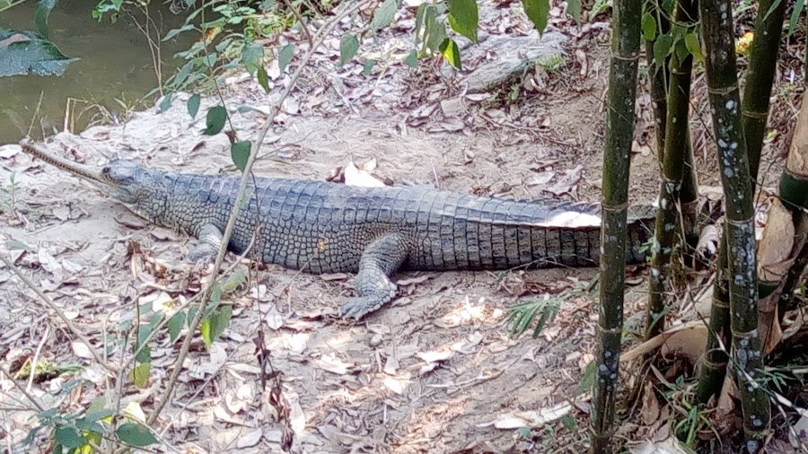 Zoological Park - Photo 3