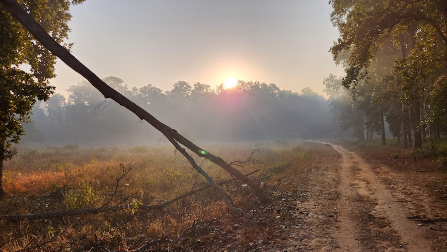 Kanha Tiger Reserve - Photo 3