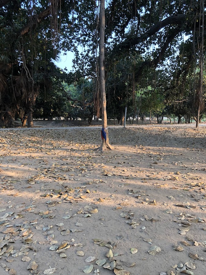 Ajapala Nigrodha Tree - Totoro Tree - Photo 2